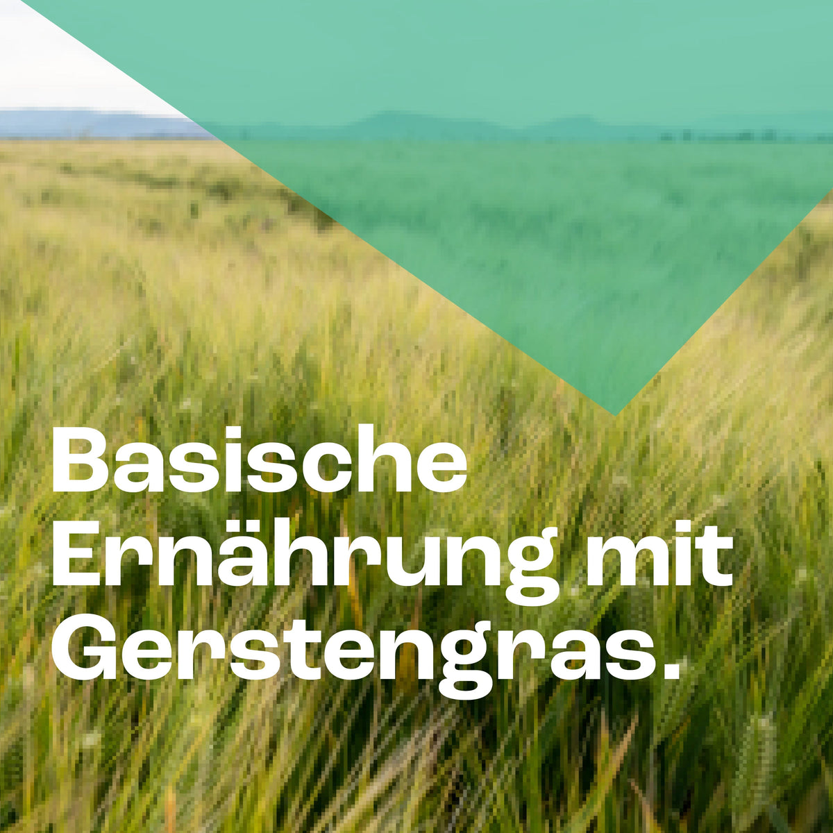 Gerstengras Bio Kapseln Kapseln GOaktiv® 